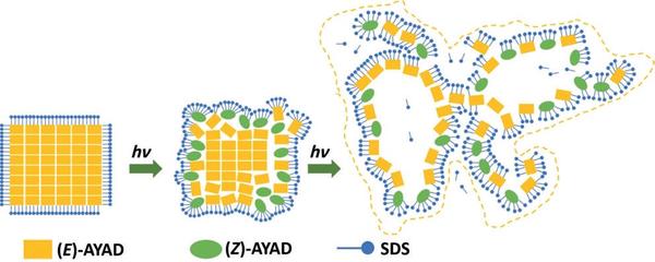 Figure 4. An illustration of the changes to the (E)-AYAD microcrystals under light irradiation in an aqueous surfactant solution.